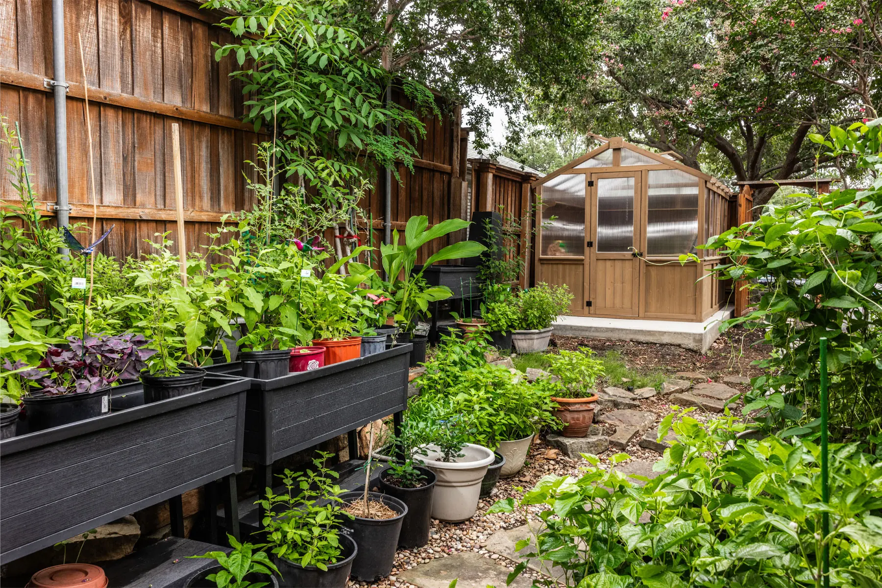 The Ultimate Asian Herb Garden Supplies Bambu Asian Cuisine - D