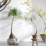 A variety of architectural indoor plants, including a large ponytail palm in a stone planter and a slender tree in a conical concrete pot, are arranged against a bright white brick wall with soft shadows.