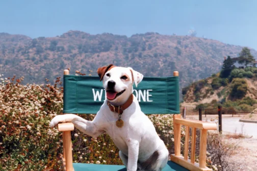 A photo of Soccer, the Jack Russell terrier who played Wishbone, in front of the Hollywood hills.