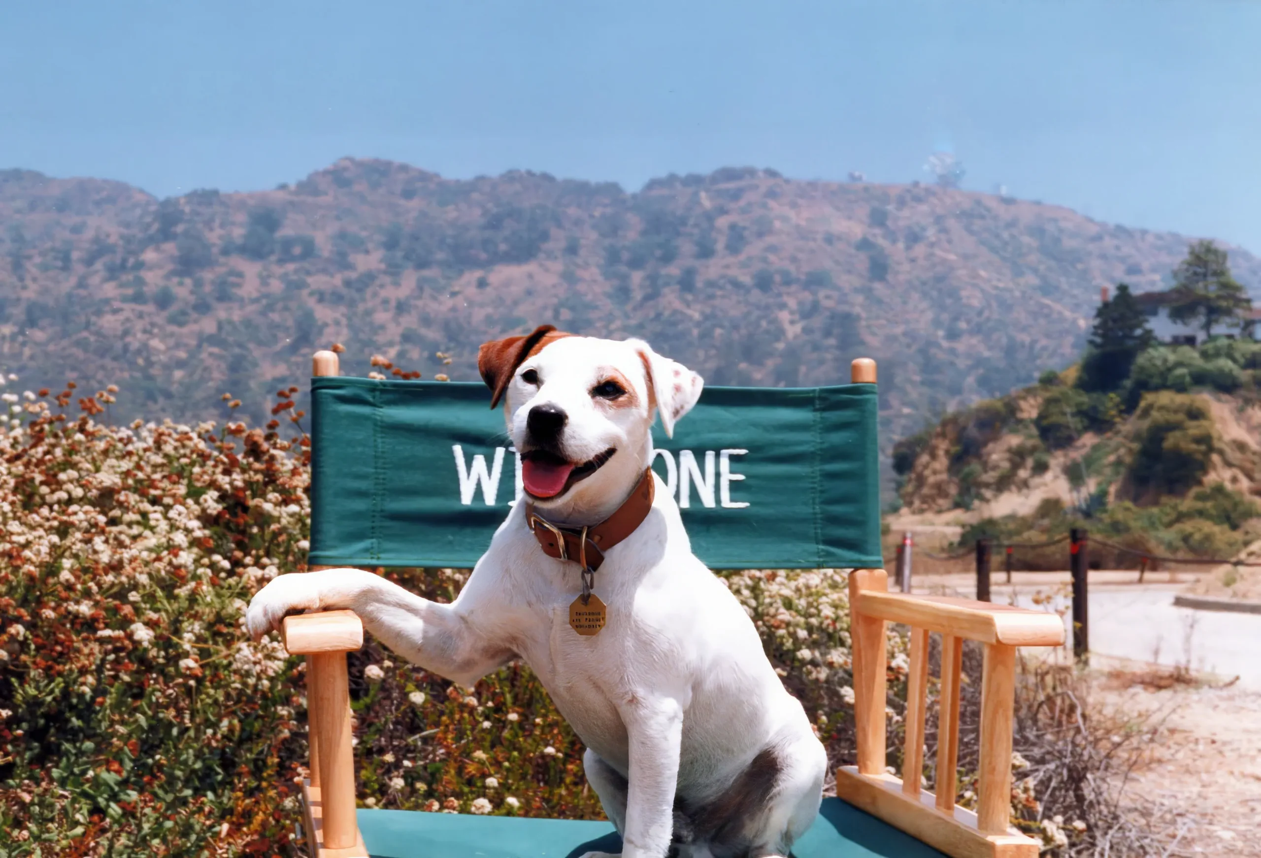 After 30 Years, a New PBS Documentary Solidifies Wishbone as a '90s Icon