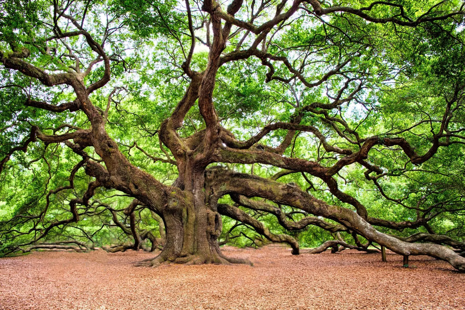 How to Save Your Trees From That Drought