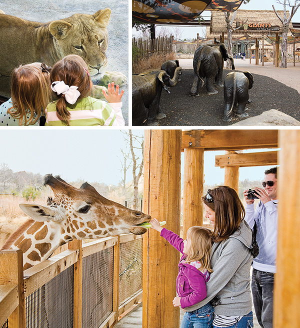 Indulge Your Animal Nature at the Dallas Zoo - D Magazine