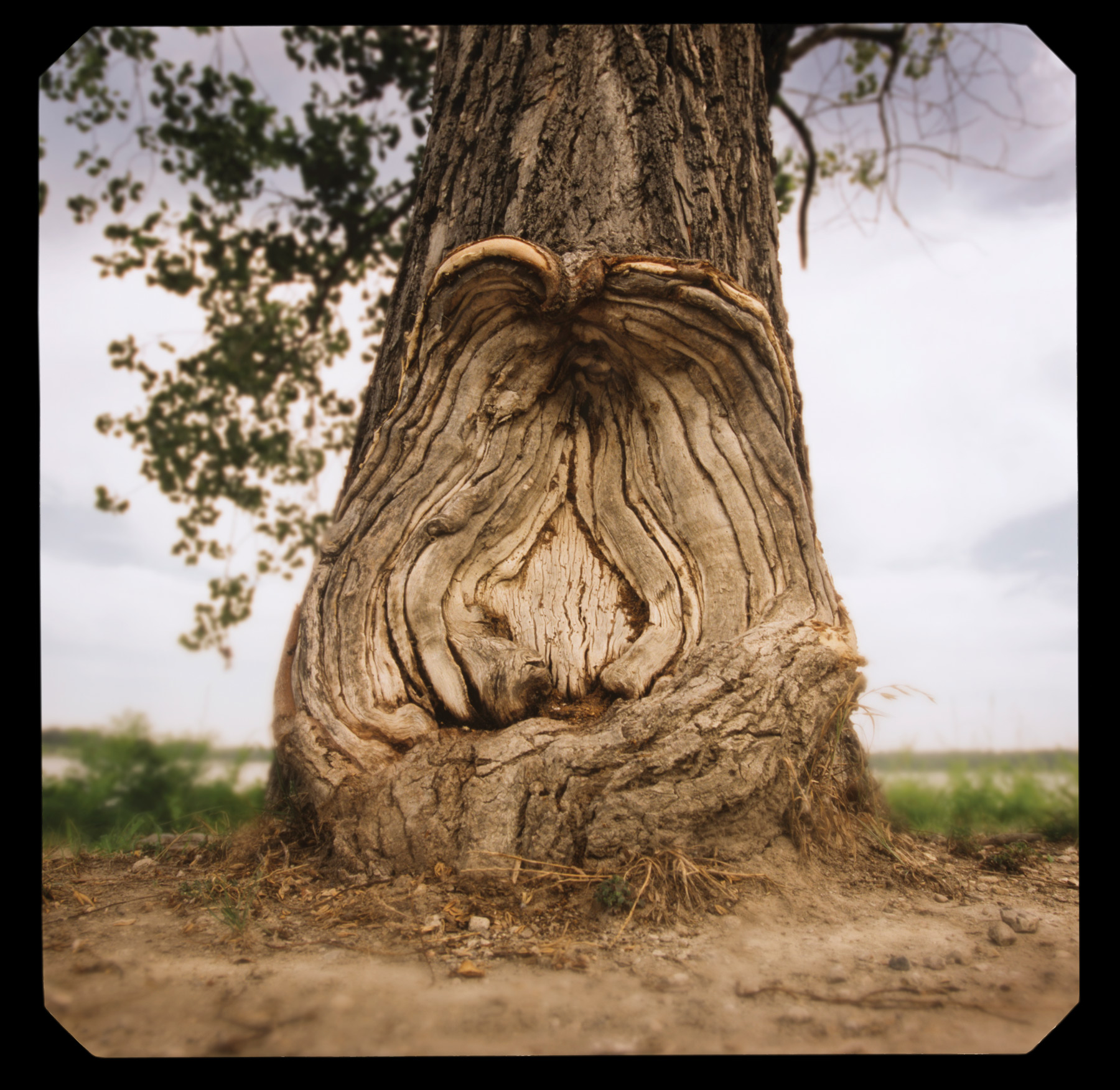 Dallas Hates Trees D Magazine