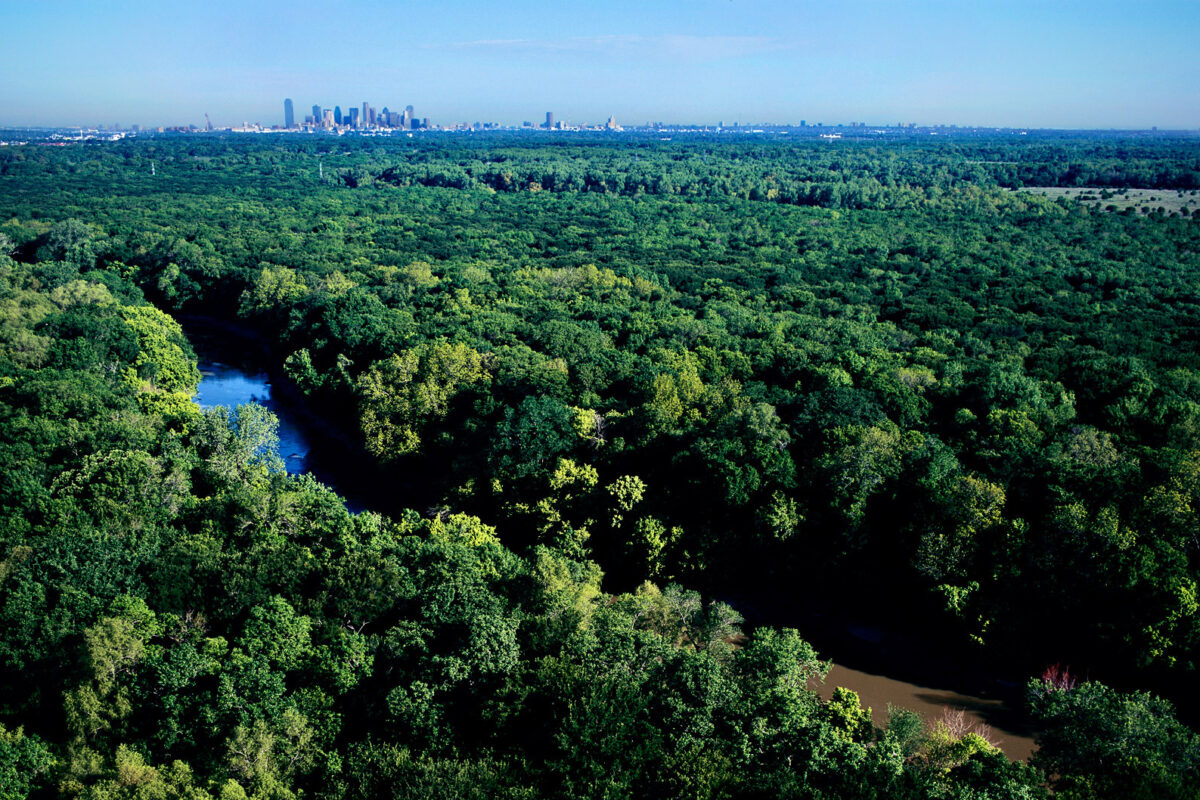 The City of Dallas Is Finally Taking Its Tree Canopy Seriously - D Magazine