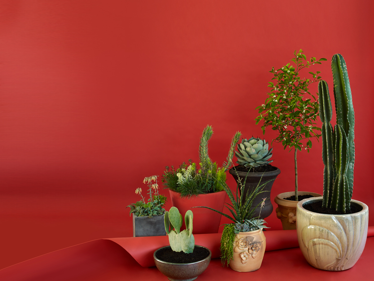 How to Grow Potted Plants - D Magazine