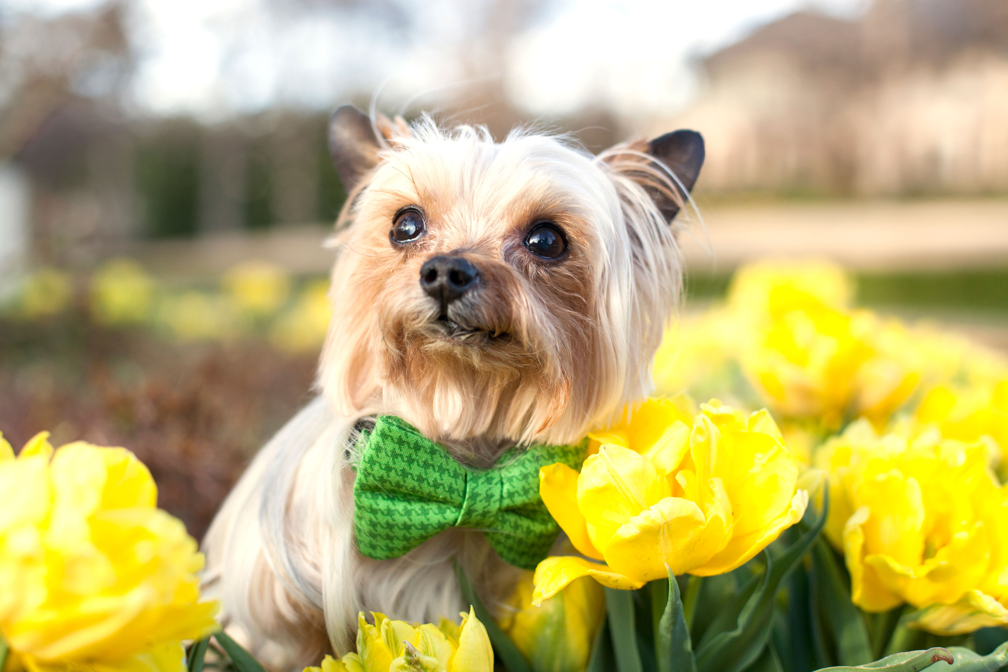 Shamrock The Cutest Dog In Dallas D Magazine