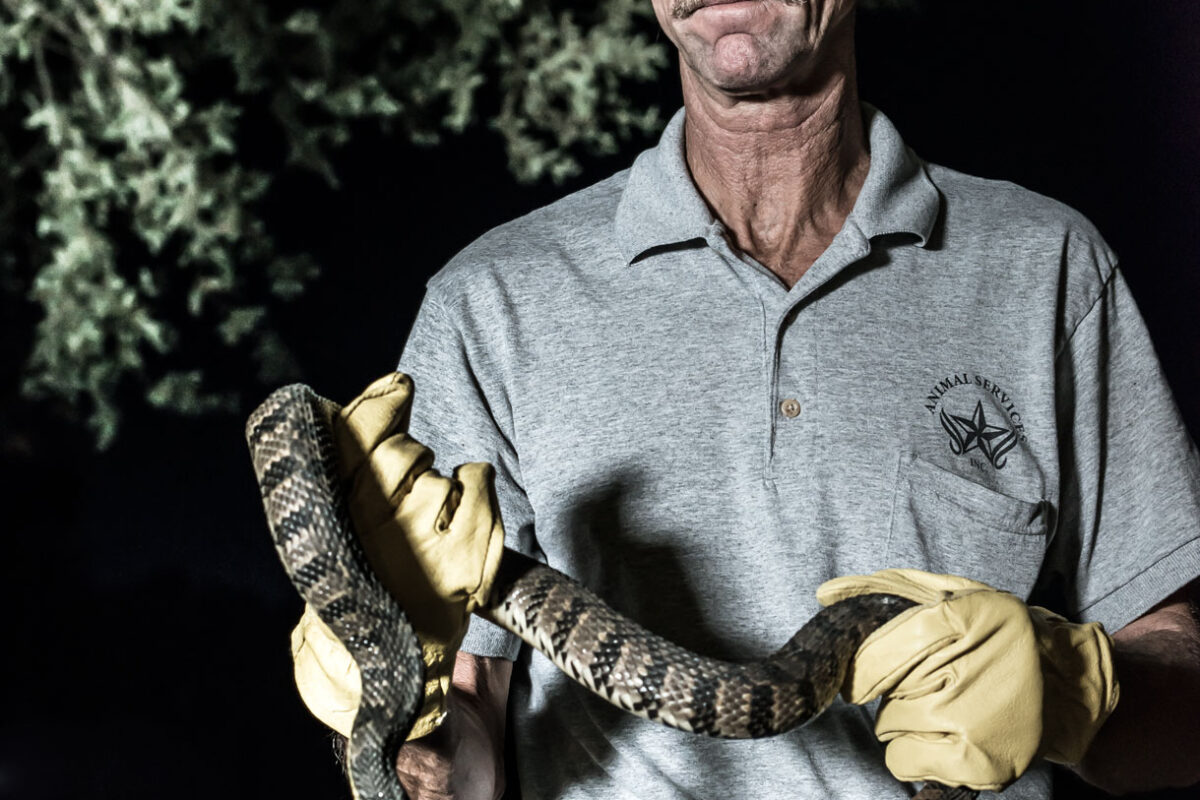 Who to Call About That 8-Foot Python in Your Vent - D Magazine